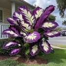 Giant Caladium Seeds White and purple