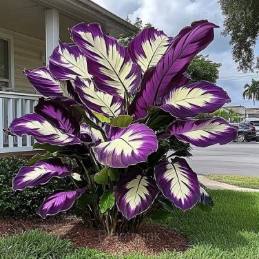 Giant Caladium Seeds White and purple