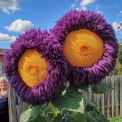 Giant Sunflower 50 Seeds Purple Yellow