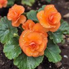 Rare Jewel Begonia Moonlight 50 Seeds color 7