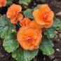 Rare Jewel Begonia Moonlight 50 Seeds color 7