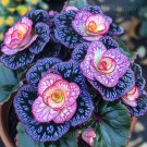 Rare Jewel Begonia Moonlight 50 Seeds color 23