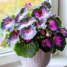 Rare Jewel Begonia Moonlight 50 Seeds color 24