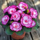 Rare Jewel Begonia Moonlight 50 Seeds color 25