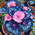 Rare Jewel Begonia Moonlight 50 Seeds color 26