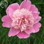 Peony Pink Petals Crested 3-layer outer Light Seeds