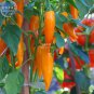 Chilli Carrot Hot Bulgarian Seeds