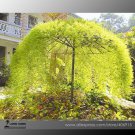 Rare Tianshan Umbrella Bamboo Perennial 10 Evergreen Seeds