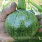 Heirloom Tatume Summer Squash Professional 10 / Curcurbita Pepo Vegetables Or...