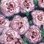 Dianthus Favourite' Pinks Perennial professional double 'Grans Garden Plug pa...