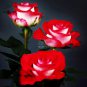 Popular 'Music Star' Rose Bush Bonsai Cut White Red Colors Blooms Fr...