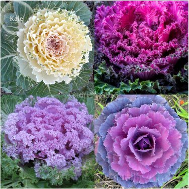 Brassica Oleracea Heirloom Mixed Ornamental Kale, 30 White Red Purple Colors ...