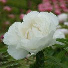 Bai Dew' Snow-white Peony Tree 5 / Seeds, Seeds Pack, Light Fragran...