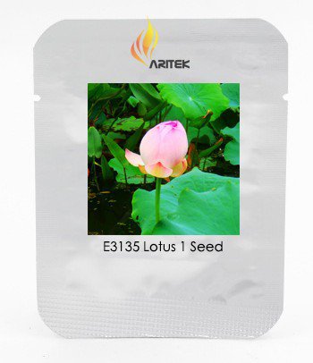 Heirloom Ball Pink Nelumbo Nucifera Lotus Professional 1 / Beautiful Fragrant...