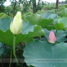 Rare Red White Small Nelumbo Nucifera Lotus Bonsai Professional 1 / Very Long...