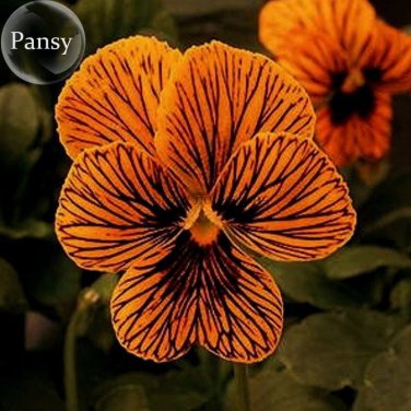 Viola Eye Pansy 20 handy bonsai Tiger Seeds,