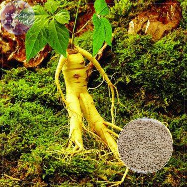 Chinese 6 Professional heirloom new Ginseng seeds Ashwaganda, Seeds,...