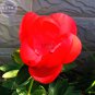 Peony Fresh Red Blooms 3-layer bonsai home Big Seeds garden