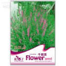 Beautiful Lythrum Salicaria 50 easy to hardy medicinal value of aquatic Seeds...