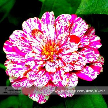 Zinnia Rose Red White Double Blooms Professional 30 / Very Angustifolia Youth...