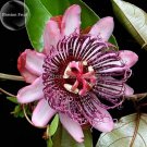 Passiflora Rare Mountain 20 red perennial ambigua Granadilla seeds,