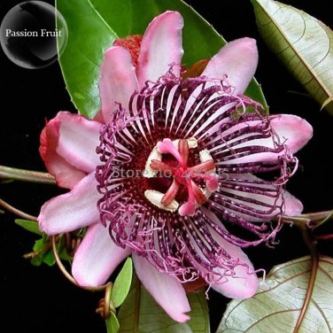 Passiflora Rare Mountain 20 red perennial ambigua Granadilla seeds,