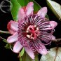 Passiflora Rare Mountain 20 red perennial ambigua Granadilla seeds,
