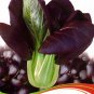 1 approx 30 / Purple Rape Heirloom Original Pack, seeds Non-Gmo O...