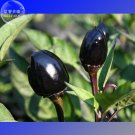 Hot Chilli - Black Olive professional 20 heirloom ornamental Seeds, pack, See...