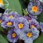 Rare Blue White Striped Primrose with yellow eyes, 30 cordate telosma willow ...