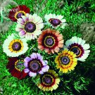 Heirloom Tricolor chrysanthemum Rainbow Colors, 20 mixed pyrenthrum painted d...