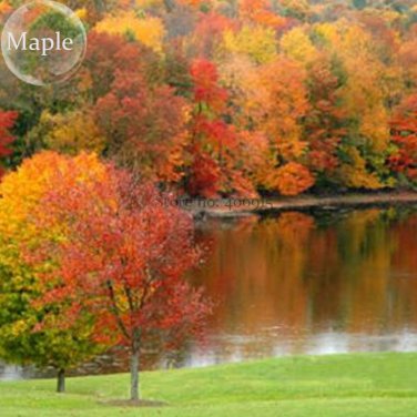 Maple Tree, 20 ornamental outdoor Sugar Golden seeds, garden