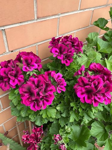 Rare Cranesbill - Rose Red with Black Geranium Seeds