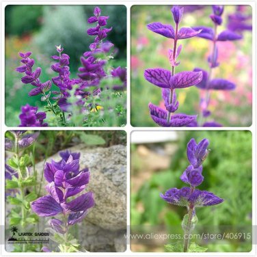 Salvia viridis Rare Clary Professional 30 / horminum Sage Seeds, Pack, Seeds ...