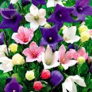 Rare Mixed Colorful Pink White Purple Red Campanula 50 up Seeds, fragrant daz...