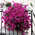 Heirloom Beautiful Rose Red Petunia Bonsai 100 butterfly up your Seeds,attrac...