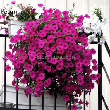 Heirloom Beautiful Rose Red Petunia Bonsai 100 butterfly up your Seeds,attrac...