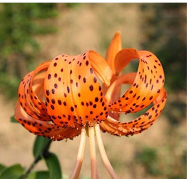 50 Pieces Skins Lilium Brownii Balcony Bonsai Courtyard Tiger Seeds
