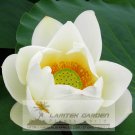 1 Professional / Nobility Queen White Lotus Nelumbo Nucifera DIY Pack, seeds ...