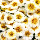 Rare Superbells Frostfire Calibrachoa Petunia Annual Professional 100 / Seeds...