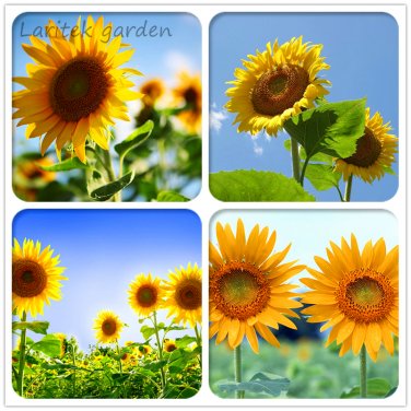 Ornamental 4ft Tall 40 Orange Big Blooming Seeds