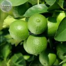 Lemon Mexican Fruit Tree 20 professional juicy tasty Green Seeds, se...