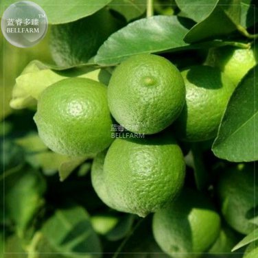 Lemon Mexican Fruit Tree 20 professional juicy tasty Green Seeds, se...