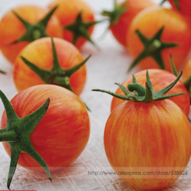Sunrise Bumble Bee Sweet Fruit Professional 100 / Cheerful Marbled Red Tangy ...