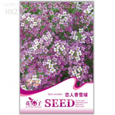 White Spice Snowball 50 quality potted ornamental Seeds, Original Package, se...