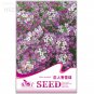 White Spice Snowball 50 quality potted ornamental Seeds, Original Package, se...