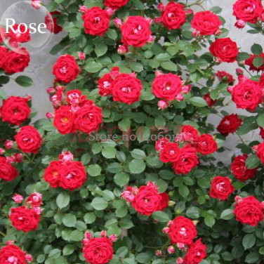 Rare Red Rose for yard 50 attractive butterfly up your Bright Climbing garden...