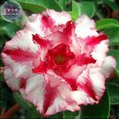 Imported Adenium only 1 blooms colorful desert rose 24 types for you...