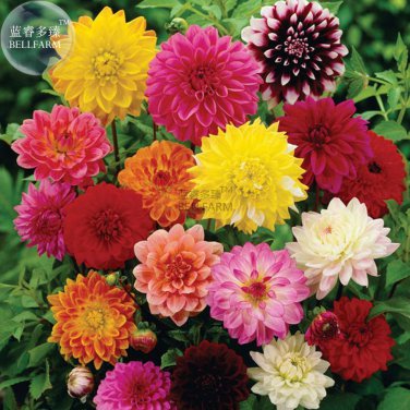 Mixed Dahlia 50 professional heirloom pinnata perennial bonsai Seeds...
