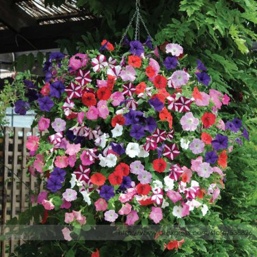 Heirloom Mixed Colorful Petunia Professional 200 / Very Hanging Garden Seeds,...